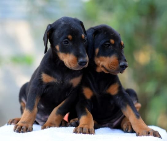 Purchase KCI Registered Doberman  Puppy from Goa